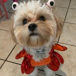 Meet your Posher, Lily